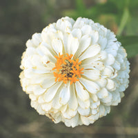 White Zinnia Flower seeds for Planting Sun Loving Heirloom & GMO Free Seeds for Home Garden
 
 Sale