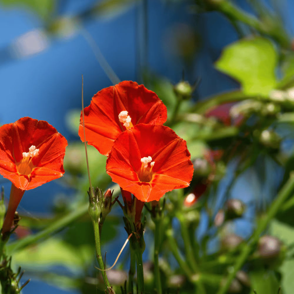 Red Morning Glory Seeds for Planting Ipomoea Coccinea trellis garden flowering fence