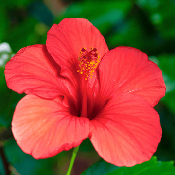 Hibiscus Flower seeds for Planting Seasonal Bloomer Heirloom & GMO Free Seeds for Home Garden