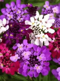 Candytuft Flower seeds for Planting - Wildflower Mix, Heirloom & GMO Free Seeds for Home Garden
