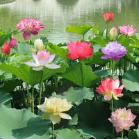 Mixed color open mouth bowl lotus seeds for water gardens