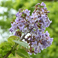 Paulownia tree seeds for planting in home gardens and landscapes.