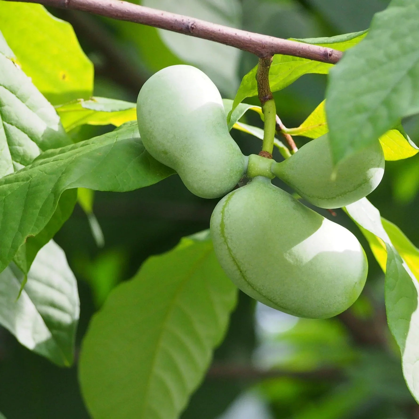 Young Asimina Triloba pawpaw tree with green foliage growing outdoors