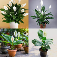 Peace Lily Seedlings Growing