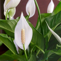 Spathiphyllum Peace Lily featuring elegant white blooms