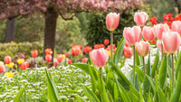 Peach Tulip Flower Seeds for Planting