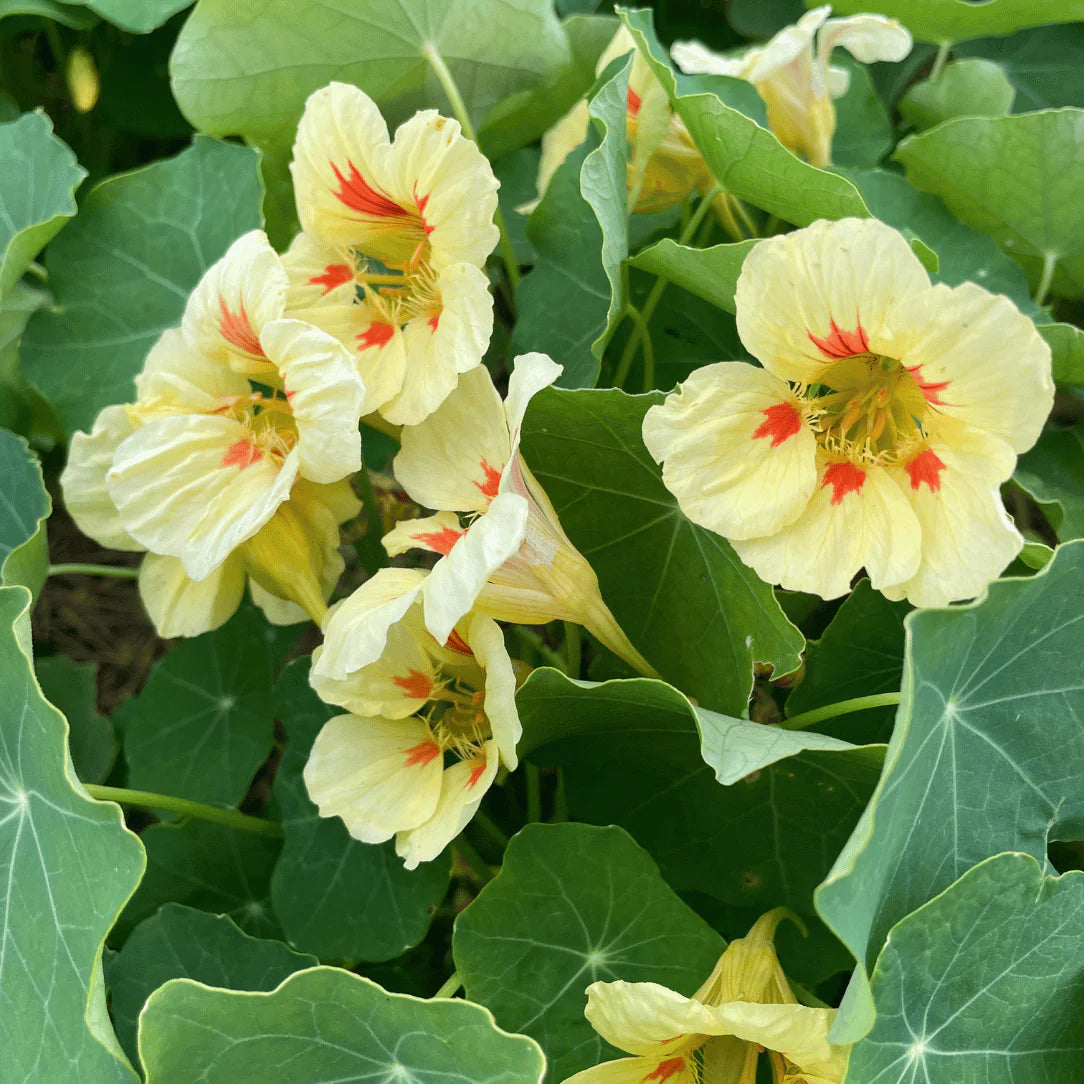 Yellow Tropaeolum Majus Flower Seeds for Planting Seasonal Bloomer Heirloom & GMO Free Seeds for Home Garden
 
 Sale