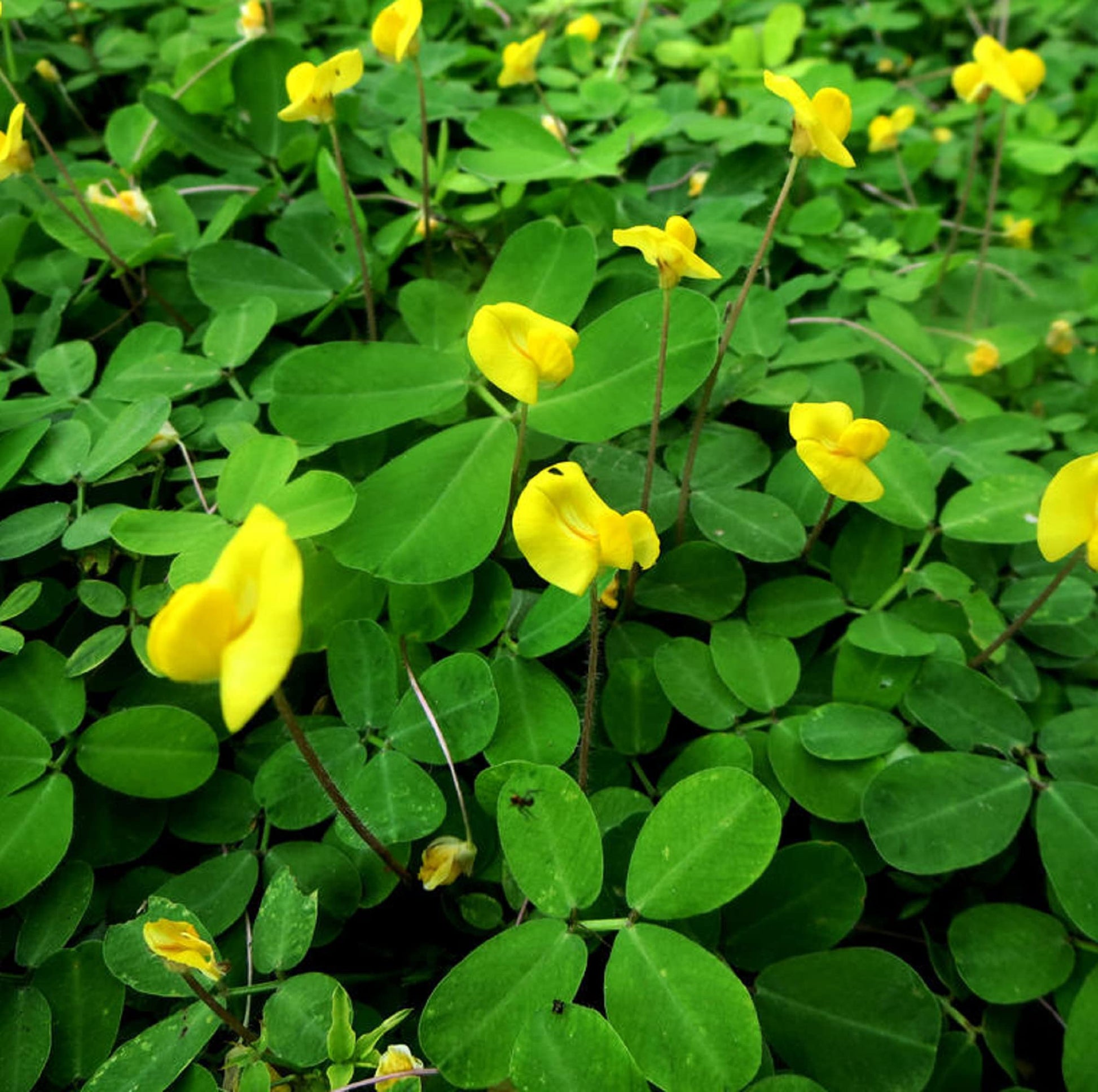 Annual Peanut Pinto flowers growing in a colorful garden bed