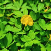 Peanut Pinto flower seeds for planting in home gardens
