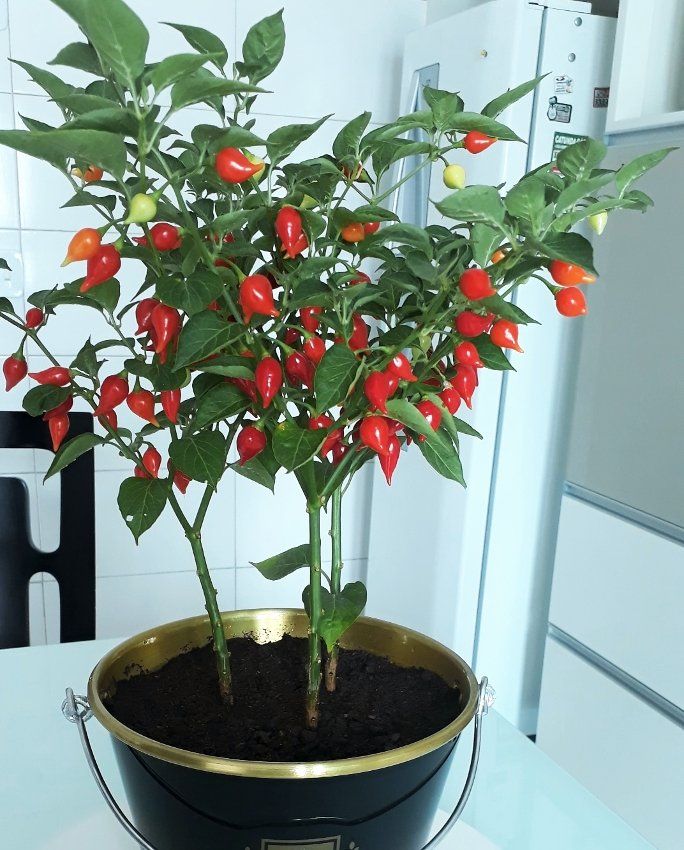 Pearl pepper seeds for planting in home vegetable gardens