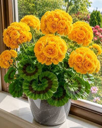 Heirloom Yellow Geranium flower seeds for pots and garden beds