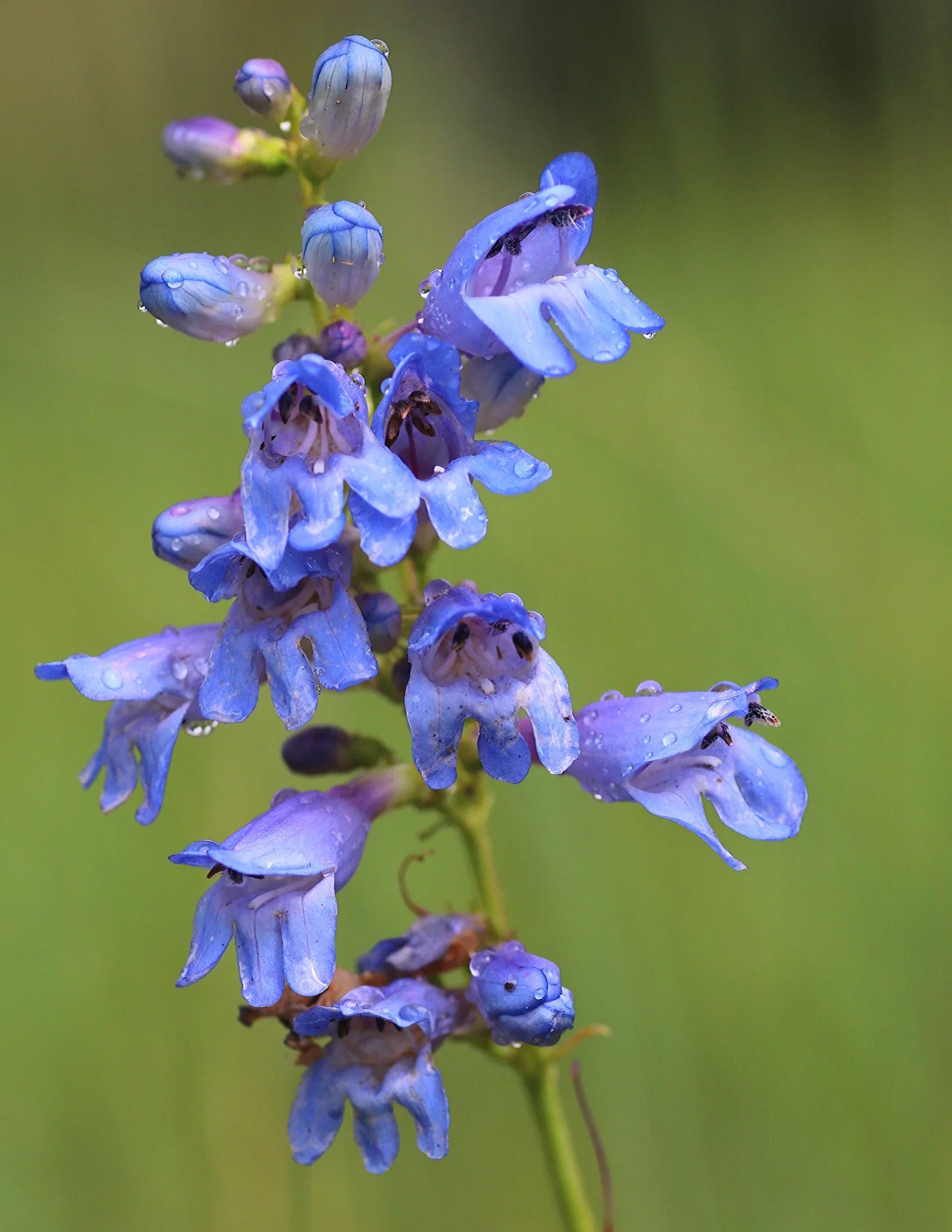 Rocky Mountain Penstemon Garden Plant