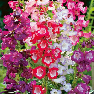 Penstemon Hartwegii Mix seeds for perennial flower gardens.