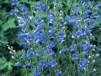 Penstemon Heterophyllus Blue Seeds for Striking Blue Flowers