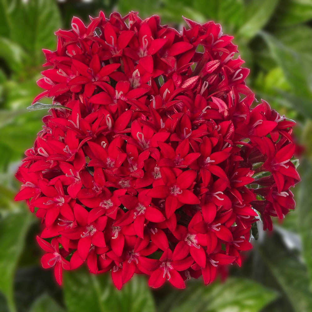 Red Pentas Flower seeds for Planting - Perfect for Borders, Heirloom & GMO Free Seeds for Home Garden