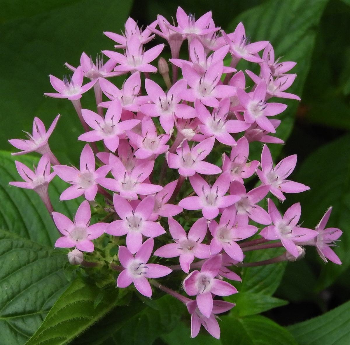 Pentas Lanceolata Seeds for Planting  Attract Butterflies with Stunning Blooms