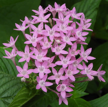 Pentas Lanceolata Seeds for Planting  Attract Butterflies with Stunning Blooms