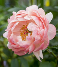 Set of 3 Peony flower bulbs for ornamental garden planting.
