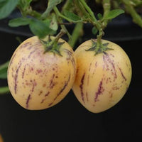Close-up of Pepino Dulce Melon Pear fruits on a healthy plant.