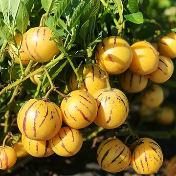 Pepino Dulce Melon Pear (Solanum muricatum) fruit plant growing in a garden.