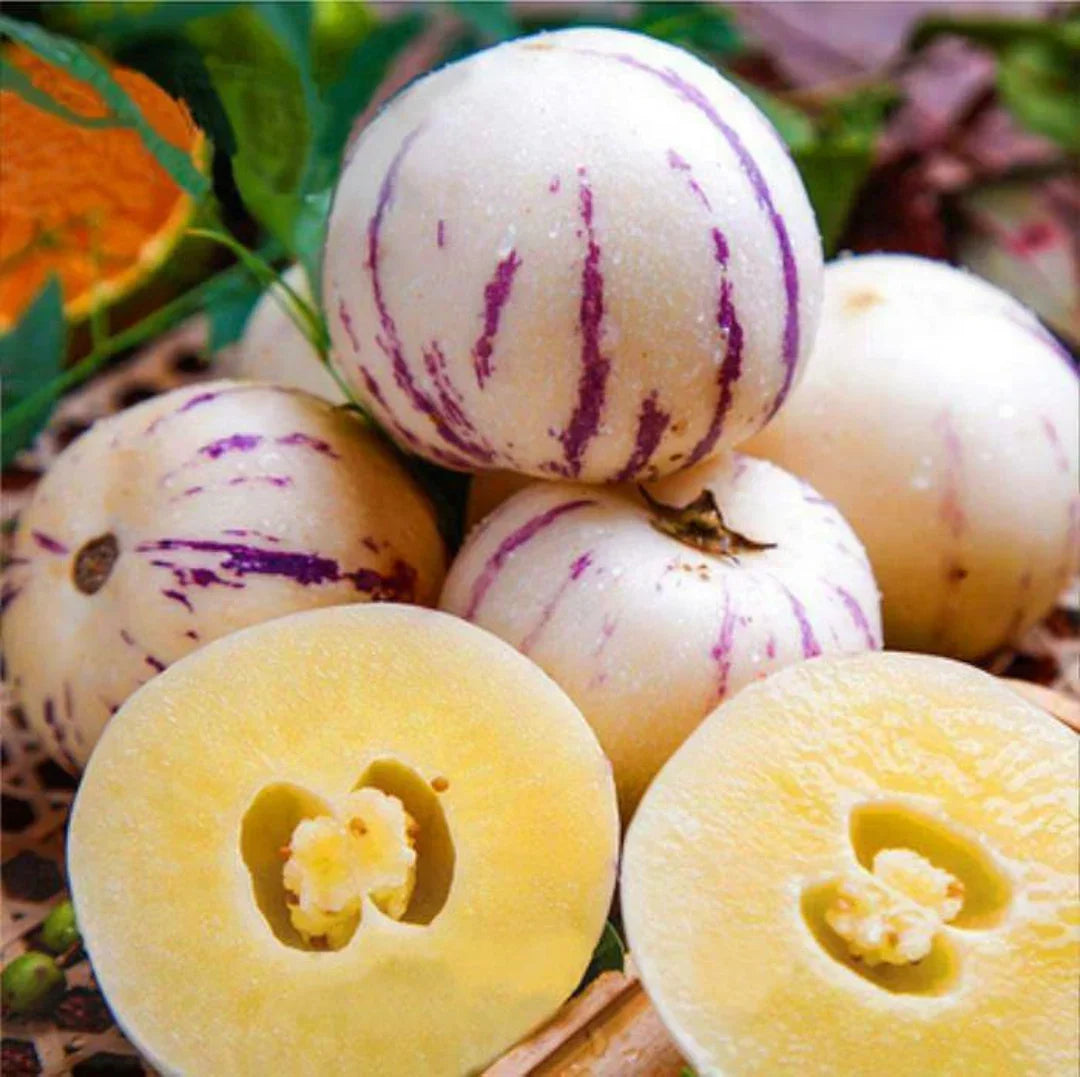 Step-by-Step Guide for Planting Pepino Dulce Melon Seeds in Your Garden