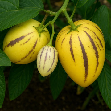 Heirloom Pepino fruit seeds suitable for raised beds and containers.