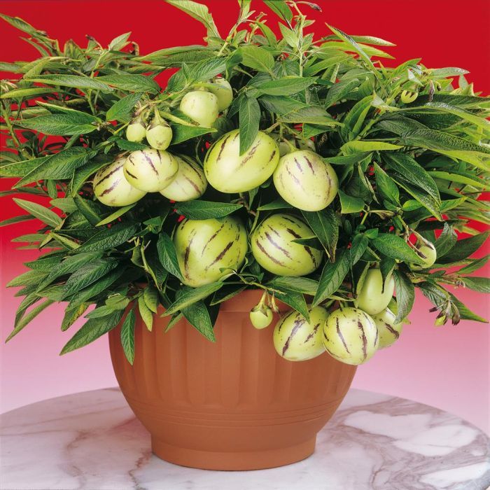 Pepino (Solanum muricatum) seeds for planting in home gardens.