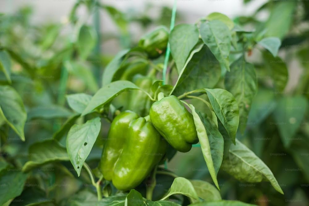 Non GMO pepper seeds ready for planting
