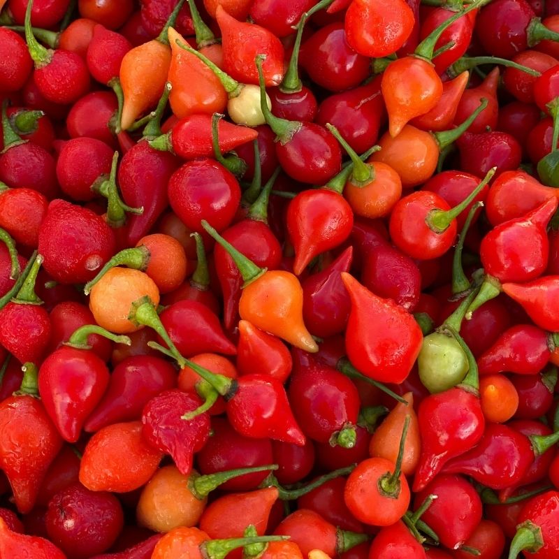 Pepper-shaped tomatoes growing on a garden plant