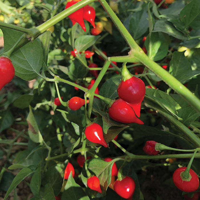 Pepper Tomato seeds for home vegetable garden planting