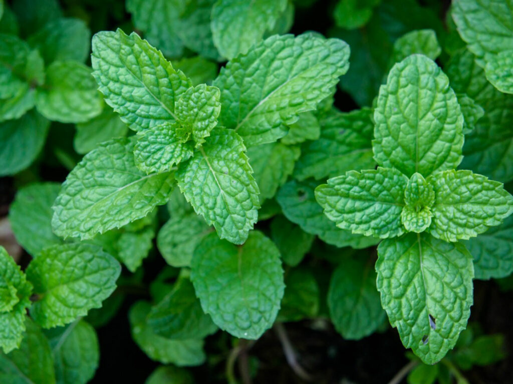Fresh peppermint plants growing in a container with vibrant green leaves.
