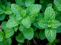 Fresh peppermint plants growing in a container with vibrant green leaves.
