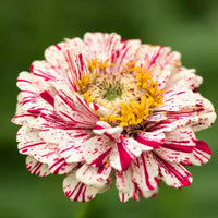 Peppermint Stick Zinnia Flowers in Outdoor Garden
