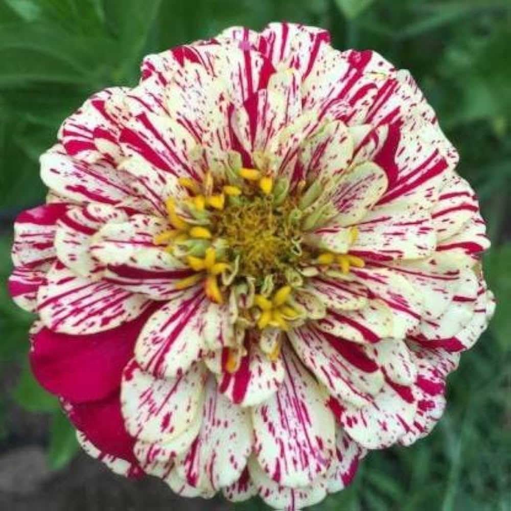 Peppermint White Pink Mixed Stick Zinnia Flower Seeds