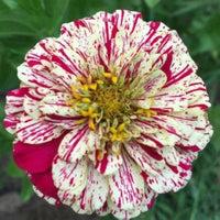 Peppermint White Pink Mixed Stick Zinnia Flower Seeds
