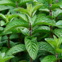Peppermint Mint Seeds – Fragrant Culinary Herb for Garden and Container Growing