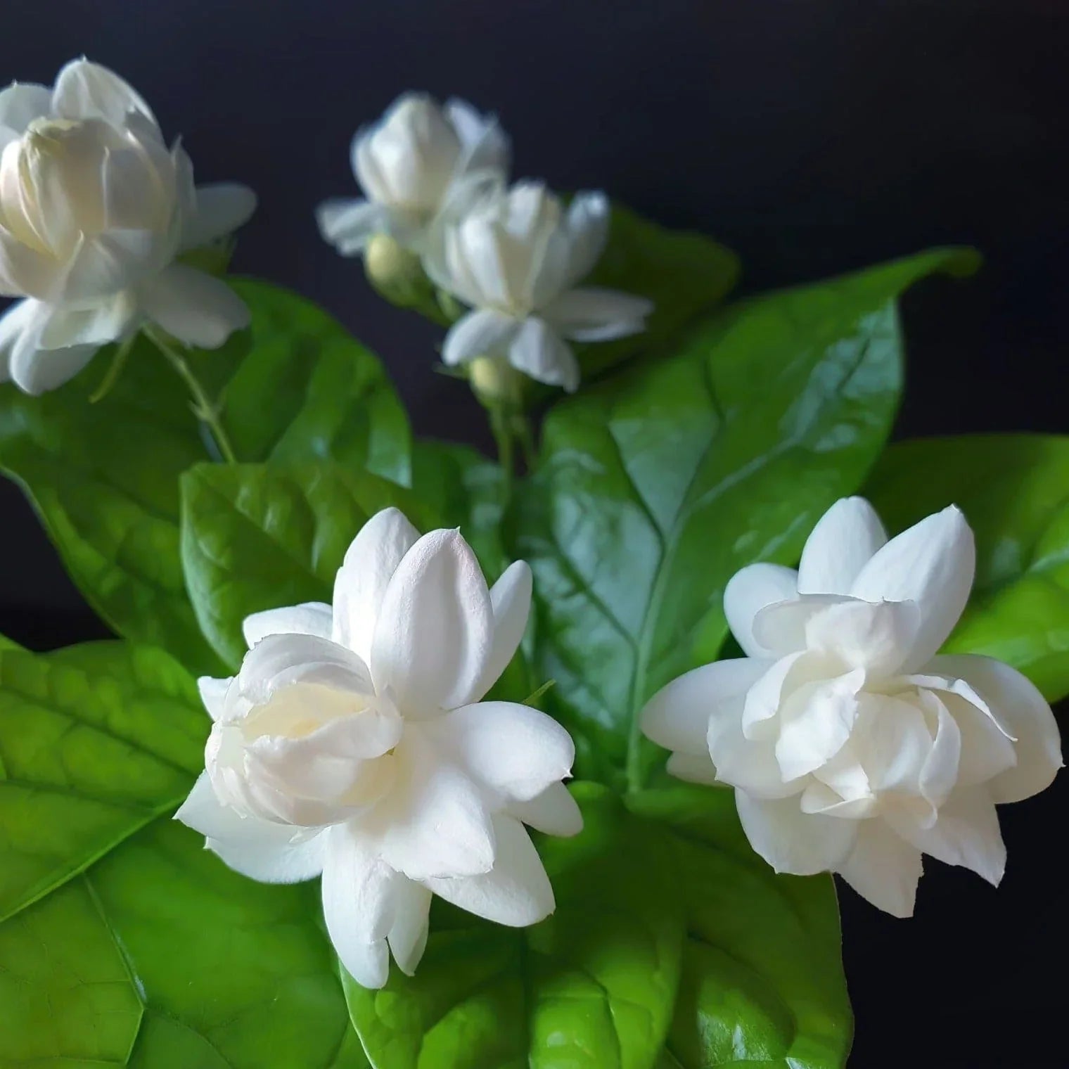 Perennial Arabian Jasmine flowering plant with elegant white blossoms
