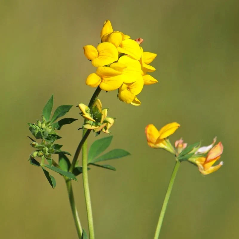 Perennial Birdsfoot Trefoil flowering plants growing outdoors