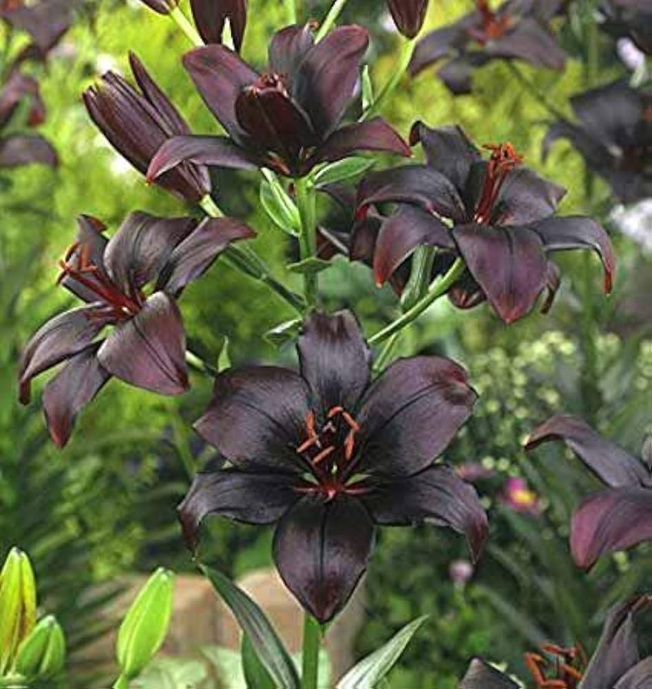 Ornamental Black Lily bulbs with decorative foliage.