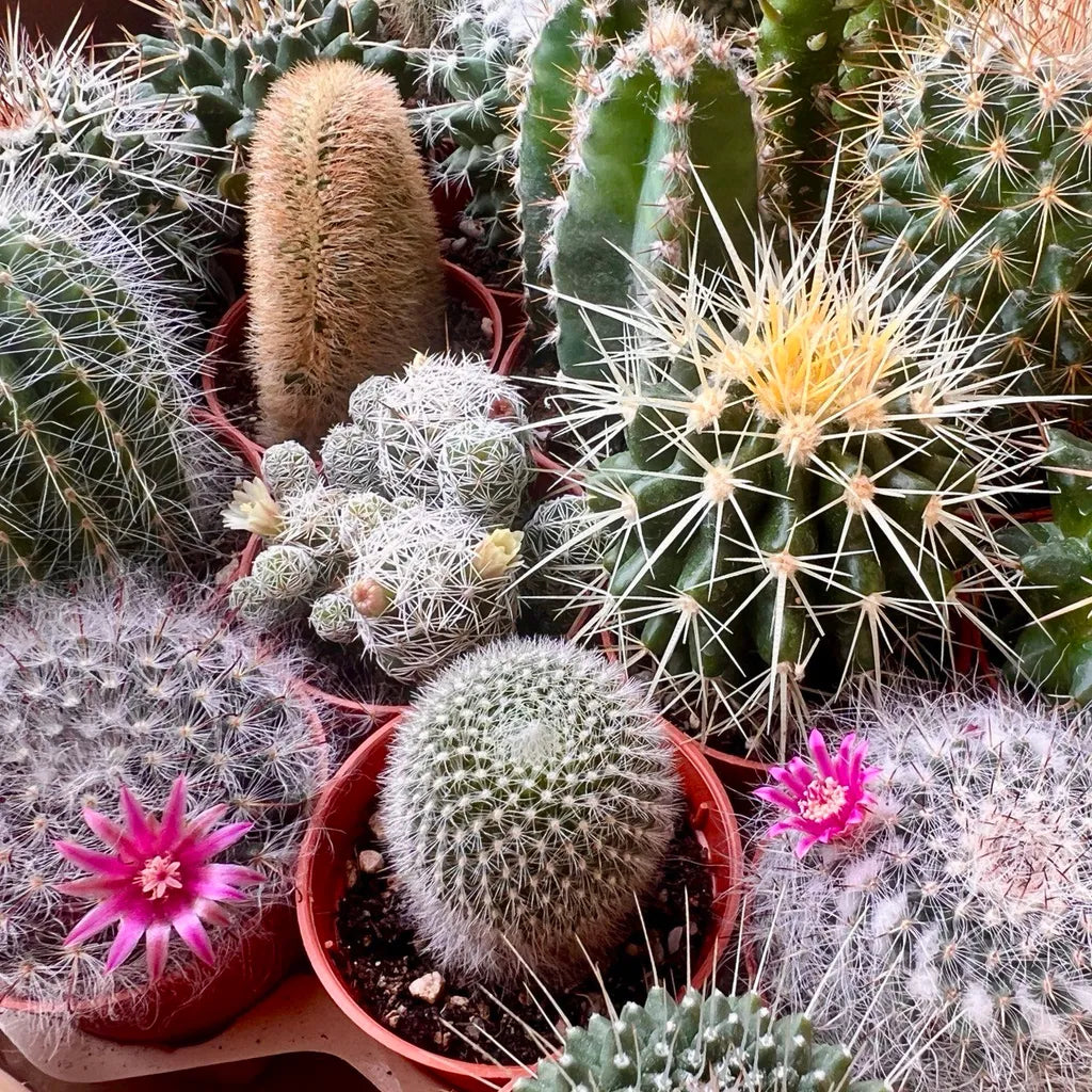 Cactus variety mix seeds for planting and gardening