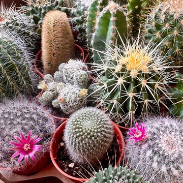 Cactus variety mix seeds for planting and gardening
