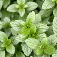 Perennial Chocolate Mint herb with vibrant green foliage in a garden