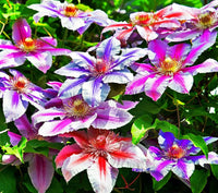 Large blooming perennial Clematis climbing vine growing on a garden trellis.