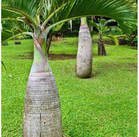 Cuban Royal Palm foliage with tall elegant trunk in garden setting