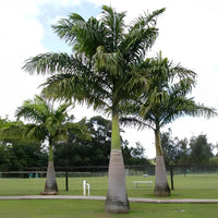 Perennial Cuban Royal Palm tree seeds for ornamental garden planting