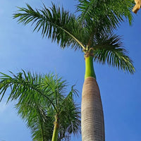 Mature Cuban Royal Palm growing in a tropical landscape