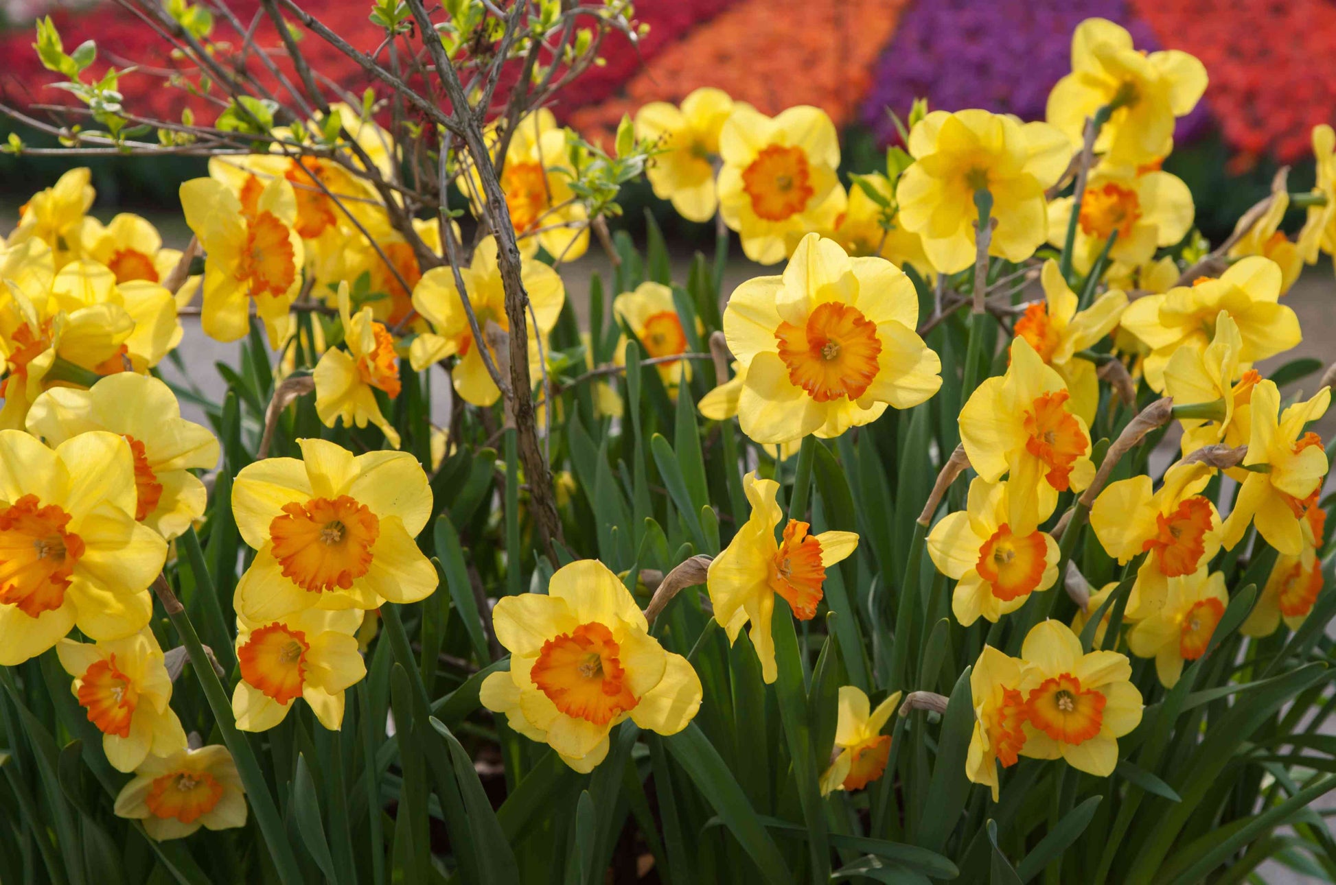 Perennial Orange and Yellow Daffodils in Garden Bed
