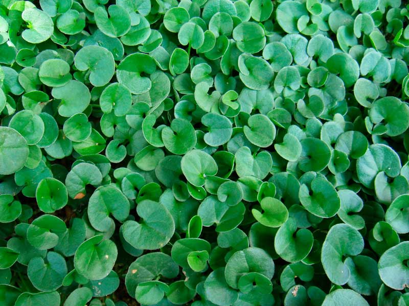 Perennial Dichondra repens growing along borders and landscape pathways