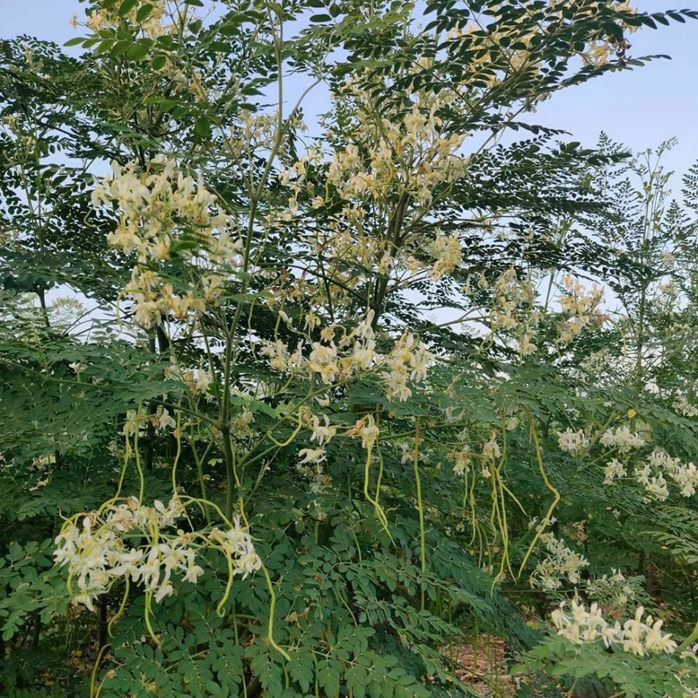Perennial drumstick tree seed variety suitable for gardens and containers.