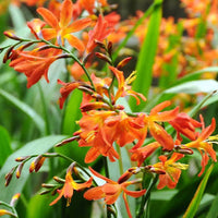 Ornamental garden bulbs with lush leafy growth for landscape planting.